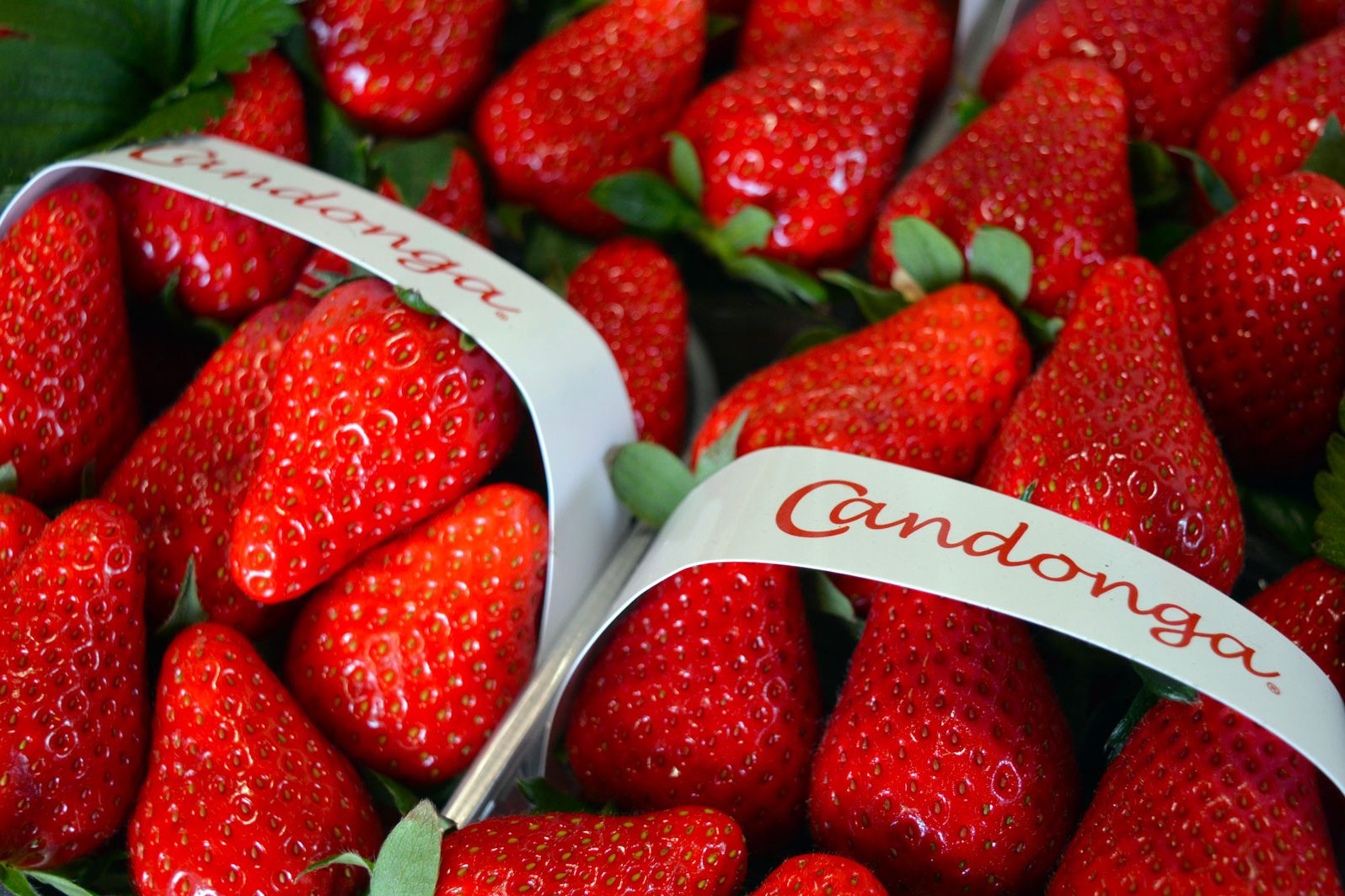 Fragole