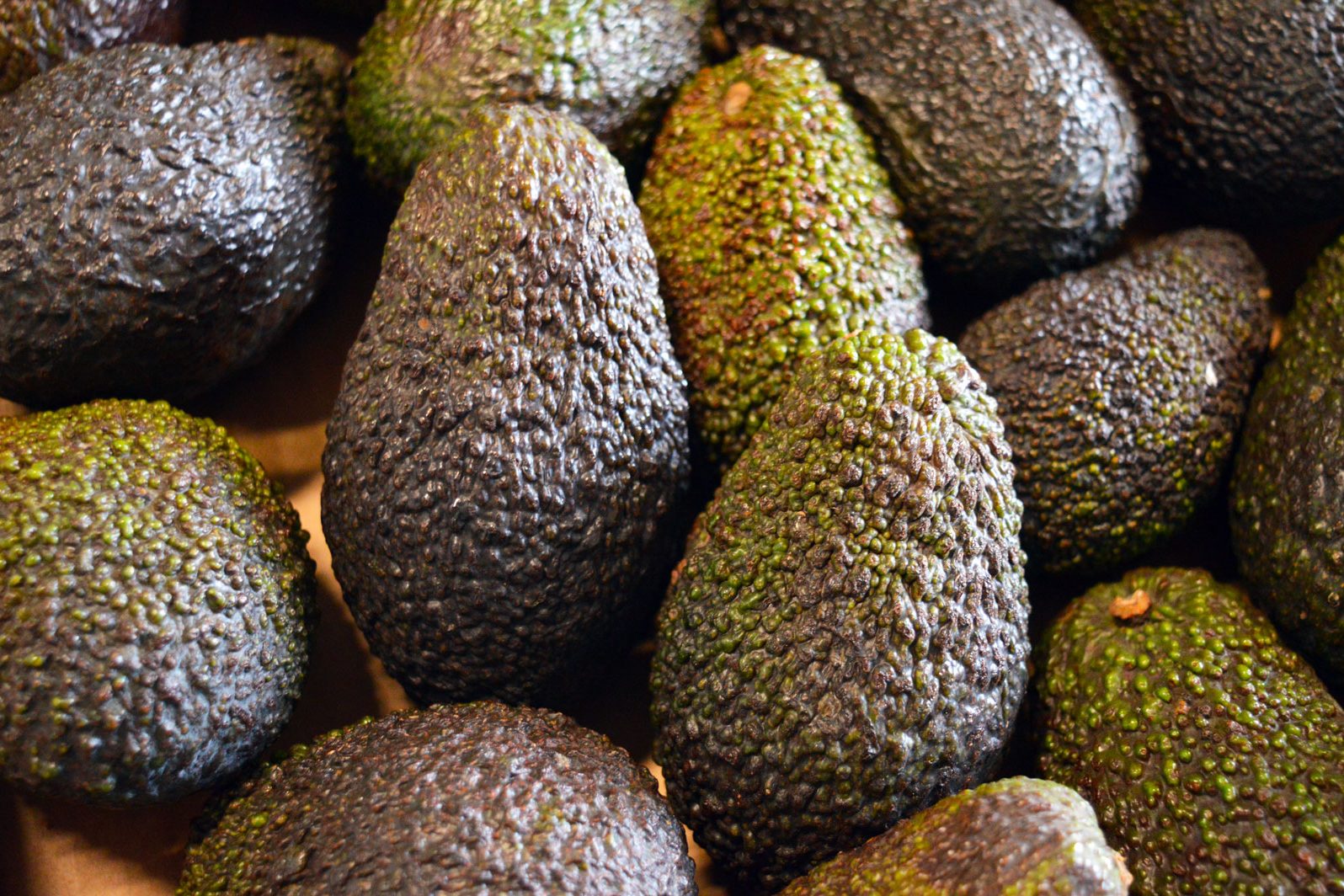 Avogado
