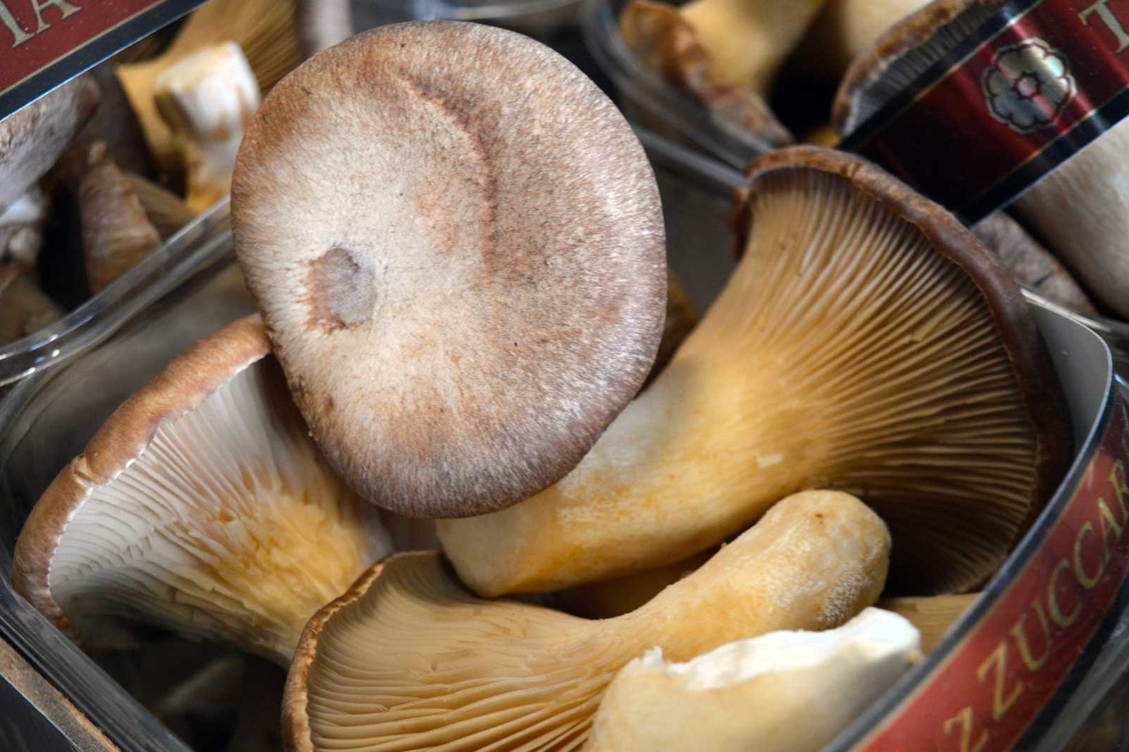 funghi
