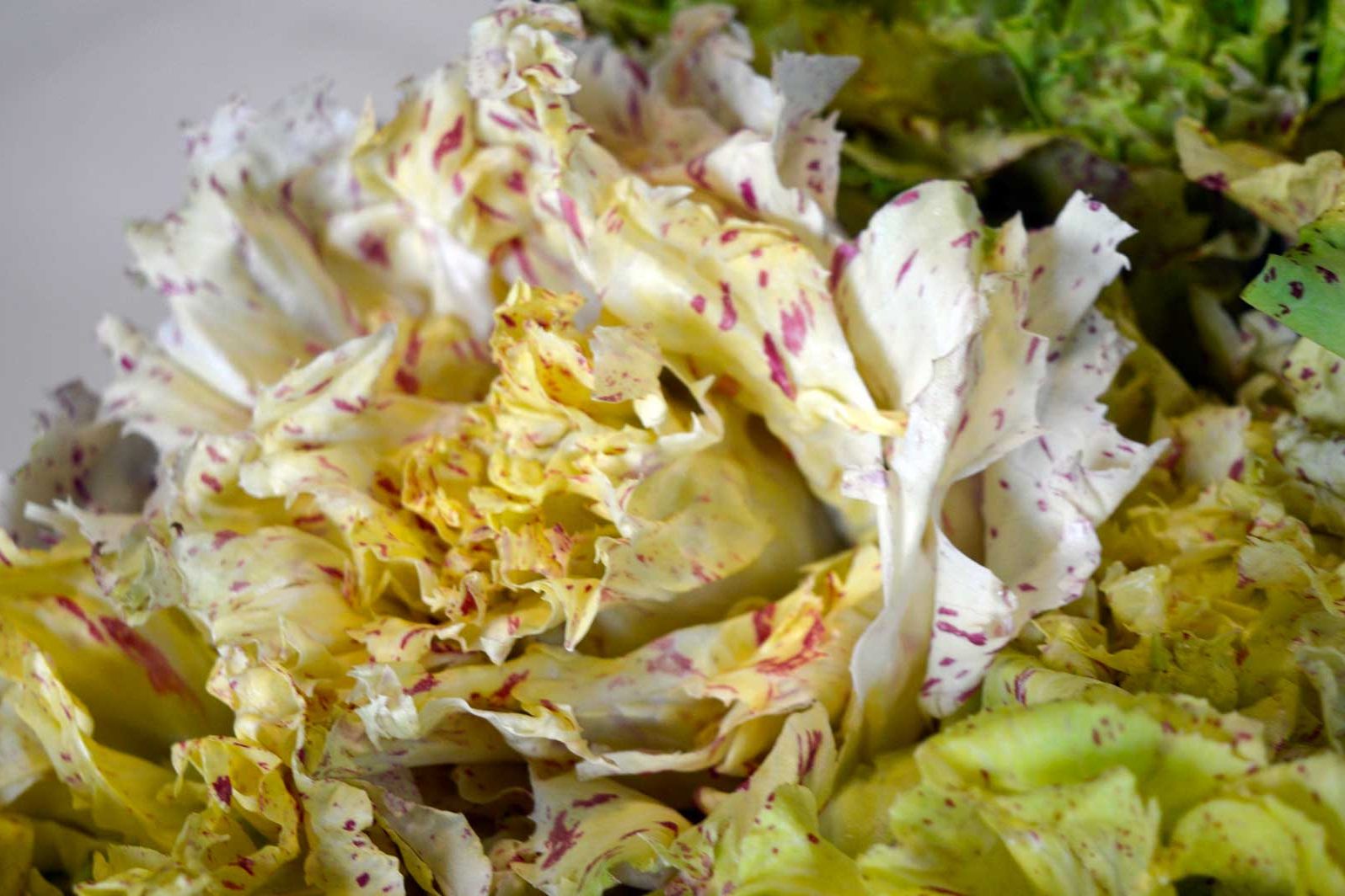 insalata