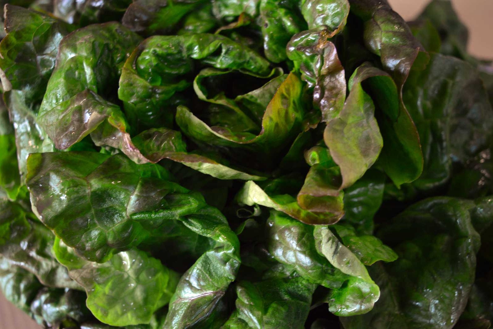 insalata1jpg
