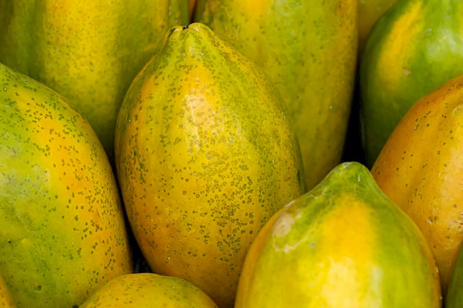 papaya