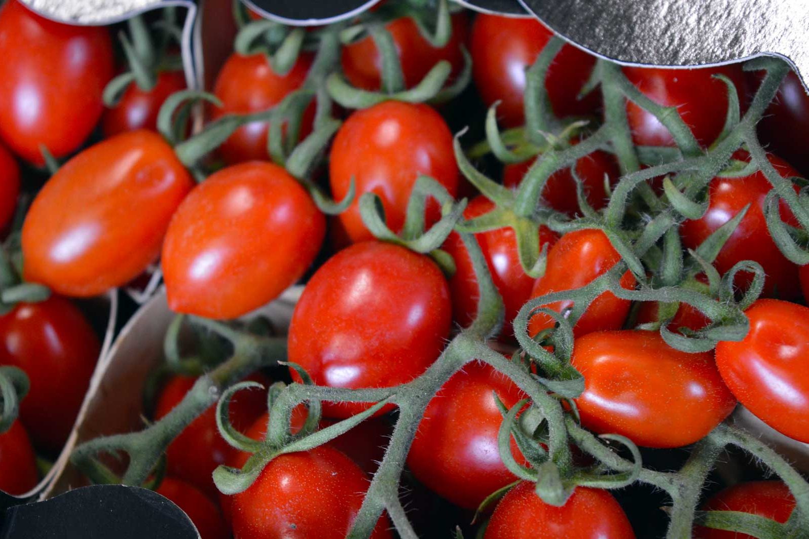 pomodori1